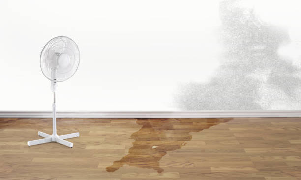 Best 24/7 water damage repair  in Palisade, CO